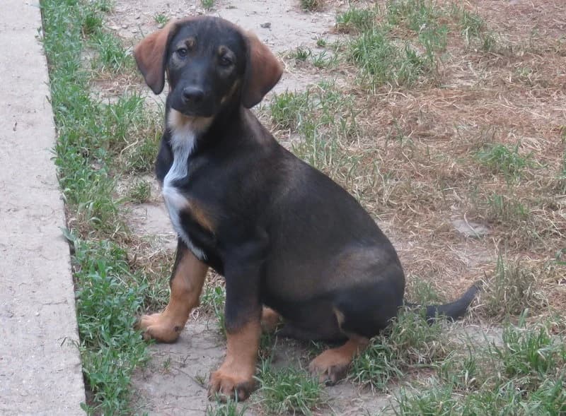 MARILL, male Mixed Breed for adoption at SPA Mirepoix, Mirepoix