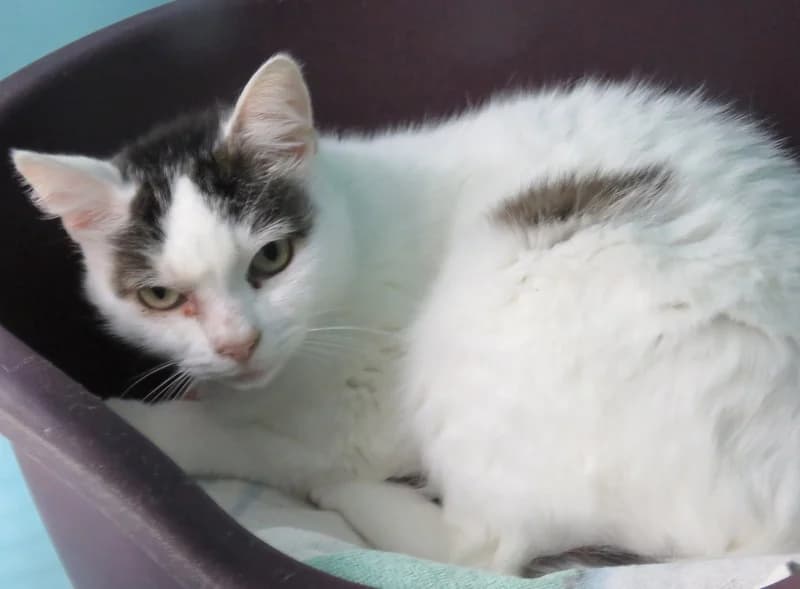 MINOUCHE, female senior mixed breed for adoption at SPA Mirepoix, Mirepoix