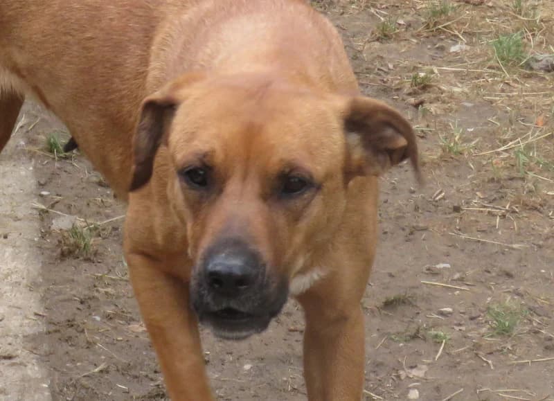 DJADJA, female young Mixed Breed for adoption at SPA Mirepoix, Mirepoix