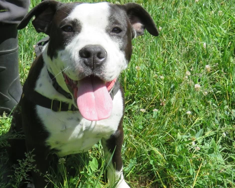 LYLA, female Mixed Breed for adoption at SPA Mirepoix, Mirepoix