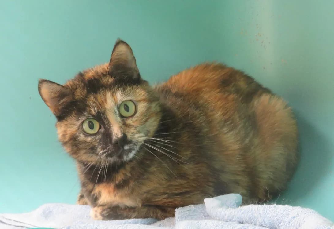 LOLA, female 4yo Mixed Breed for adoption at SPA Mirepoix, Mirepoix