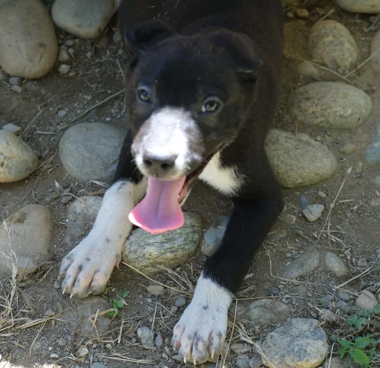 toby, male Labrador Retriever for adoption at SPA Mirepoix, Mirepoix