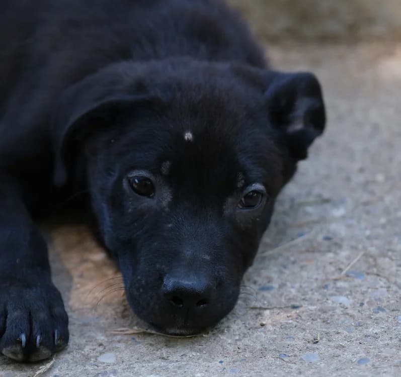 tommy, male Labrador Retriever for adoption at SPA Mirepoix, Mirepoix