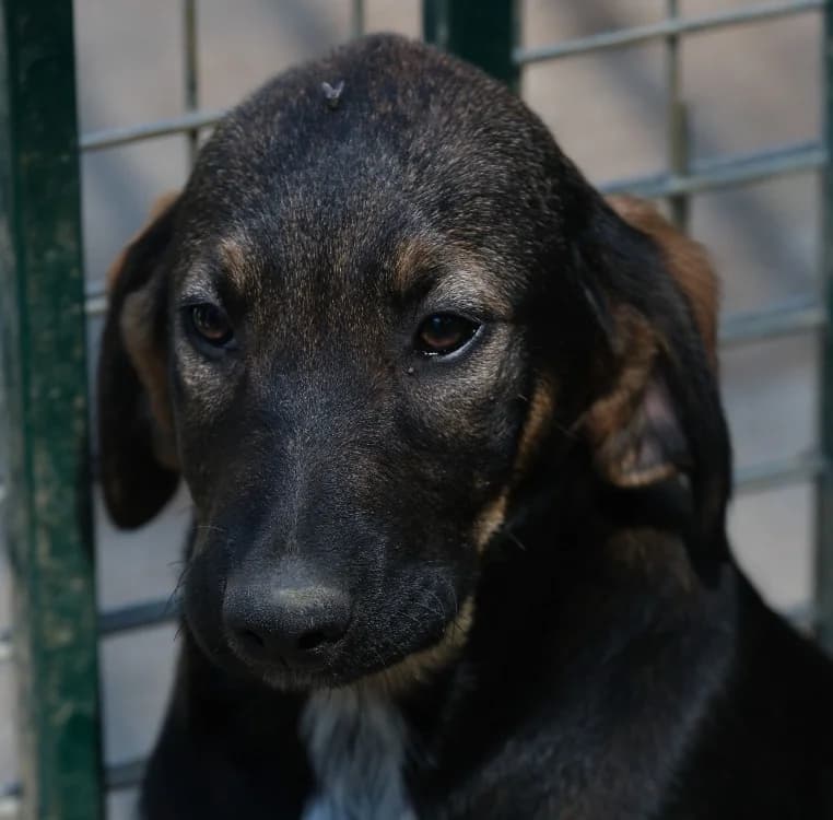 ARCANIN, male Mixed Breed for adoption at SPA Mirepoix, Mirepoix