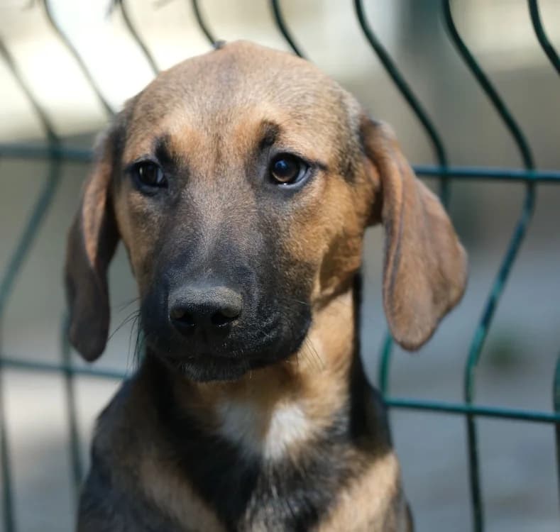 TOGEPI, male Mixed Breed for adoption at SPA Mirepoix, Mirepoix