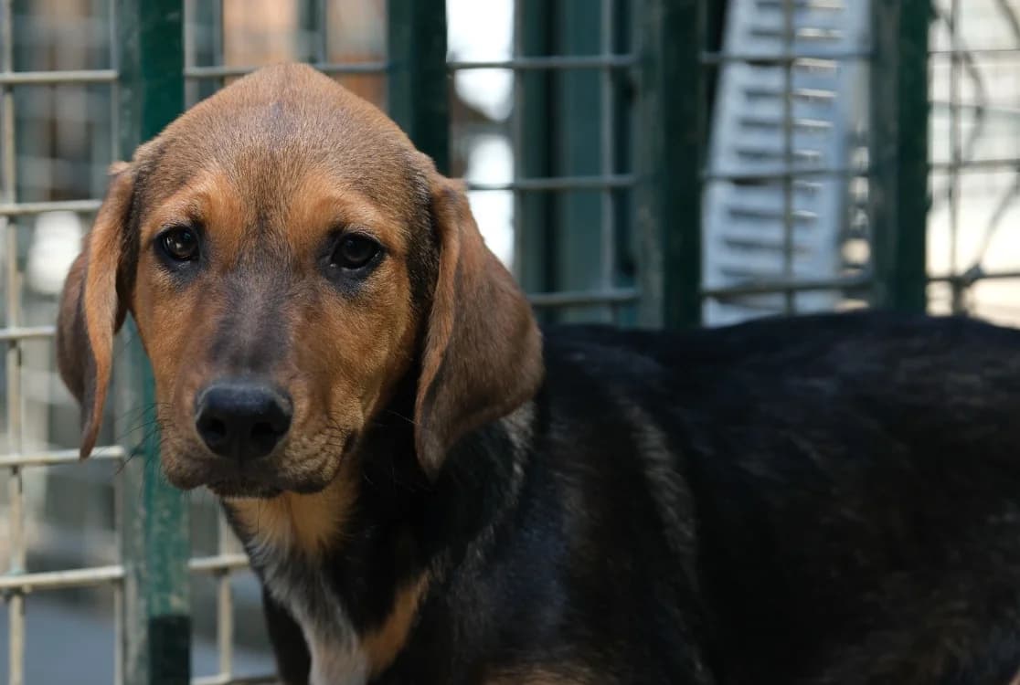 DRACAU, male Mixed Breed for adoption at SPA Mirepoix, Mirepoix