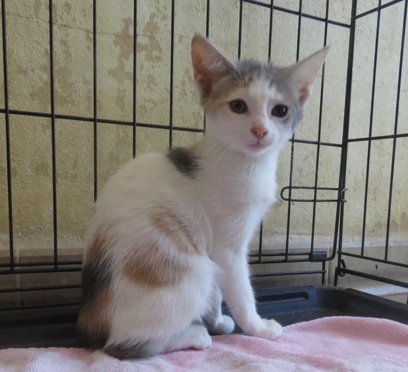 VANILLE, female Mixed Breed for adoption at SPA Mirepoix, Mirepoix