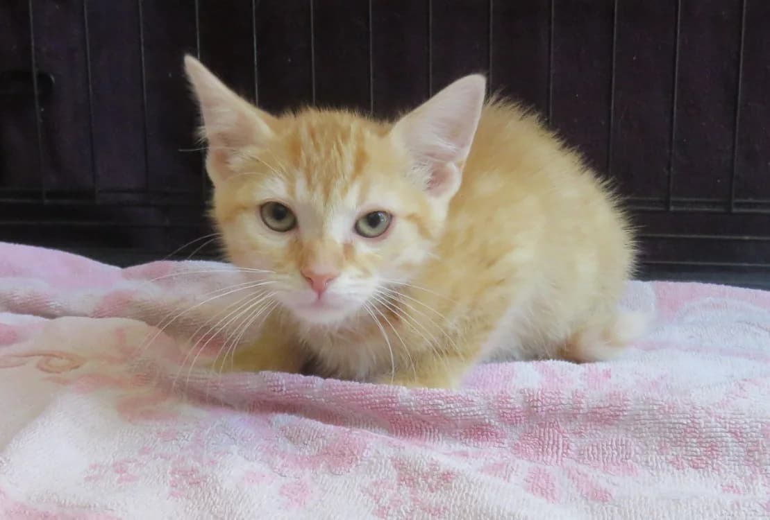 yoshi, male Mixed Breed for adoption at SPA Mirepoix, Mirepoix