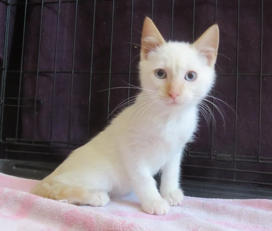 sonic, male Mixed Breed for adoption at SPA Mirepoix, Mirepoix