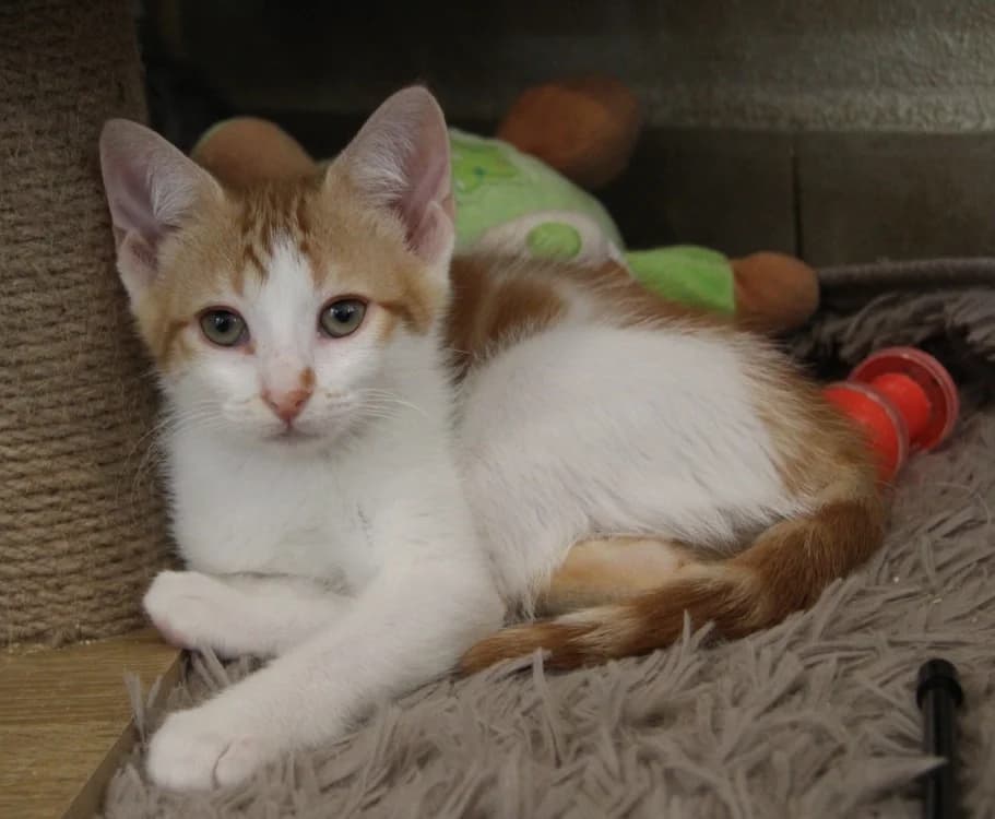 BISCOTTE, female mixed breed for adoption at SPA Mirepoix, Mirepoix