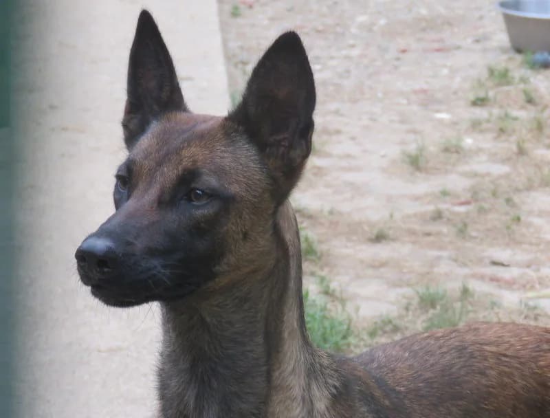 PLUME, female 5yo Belgian Malinois for adoption at SPA Mirepoix, Mirepoix