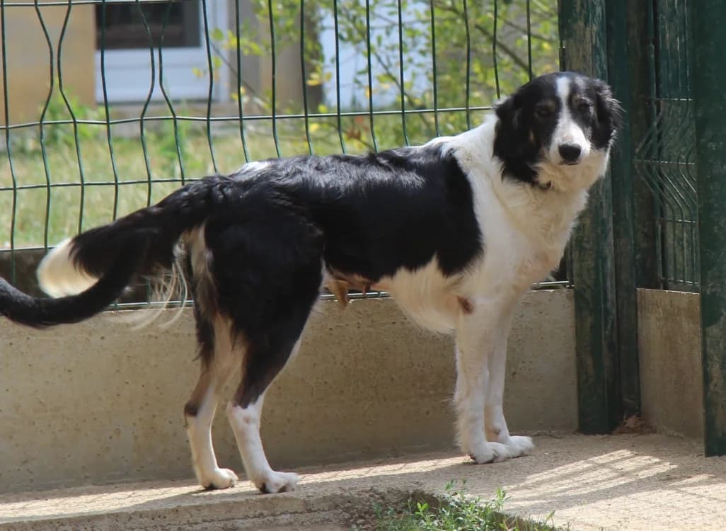 TIA, female 6yo Border Collie for adoption at SPA Mirepoix, Mirepoix
