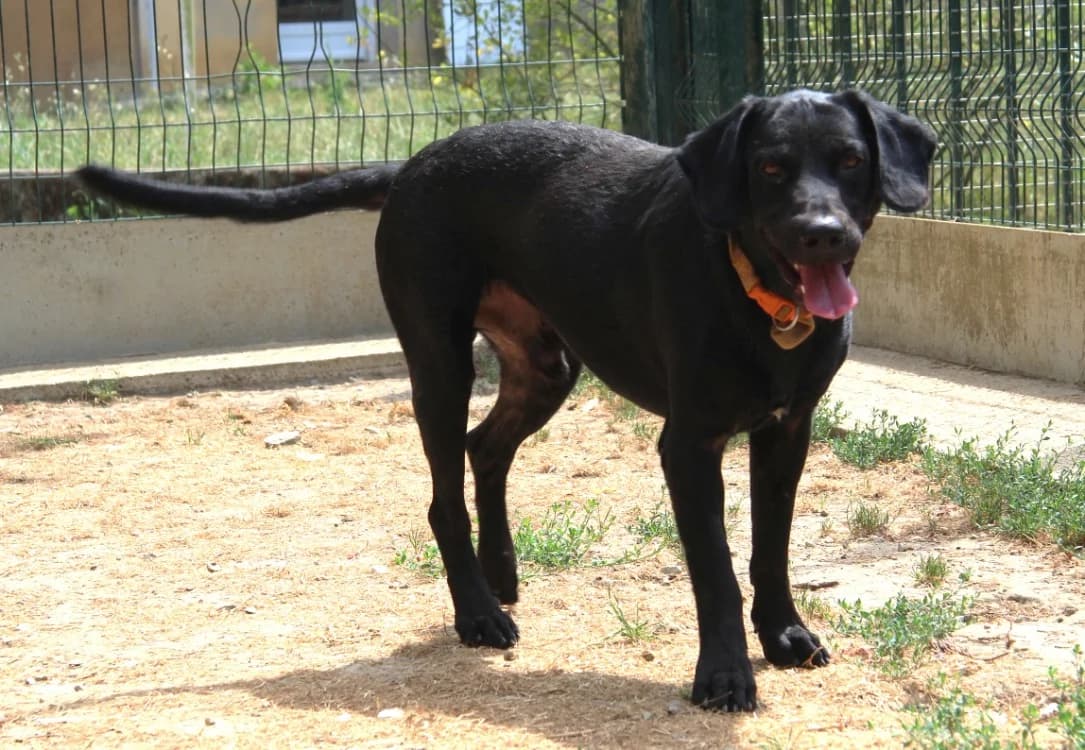 HULK, male 3yo Labrador Retriever for adoption at SPA Mirepoix, Mirepoix