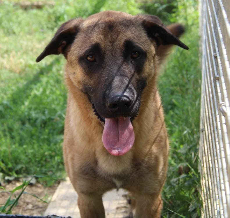 CHOKA, male young Mixed Breed for adoption at SPA Mirepoix, Mirepoix