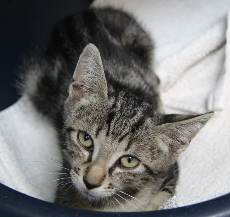 BLOOM, male Mixed Breed for adoption at SPA Mirepoix, Mirepoix