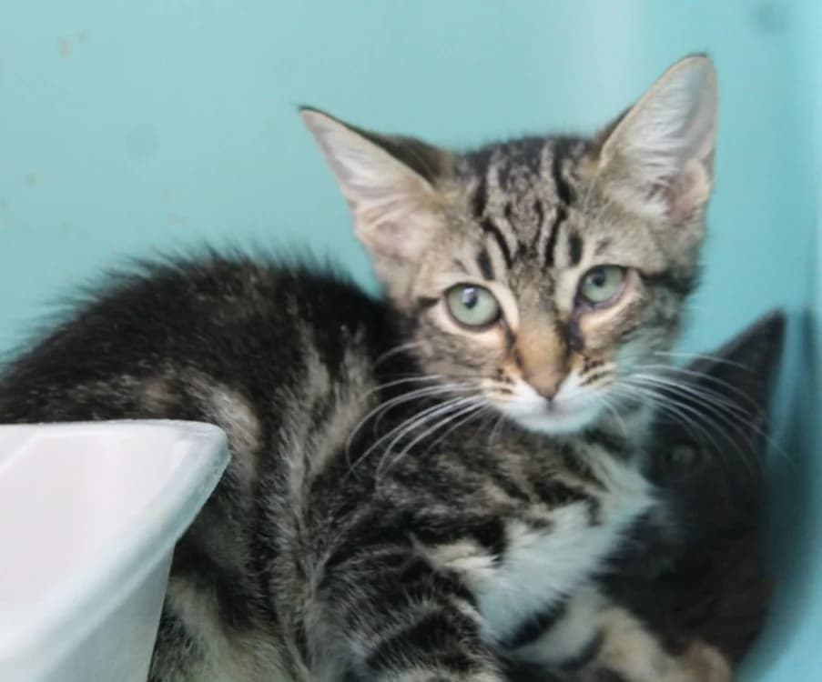 ARIEL, female Mixed Breed for adoption at SPA Mirepoix, Mirepoix