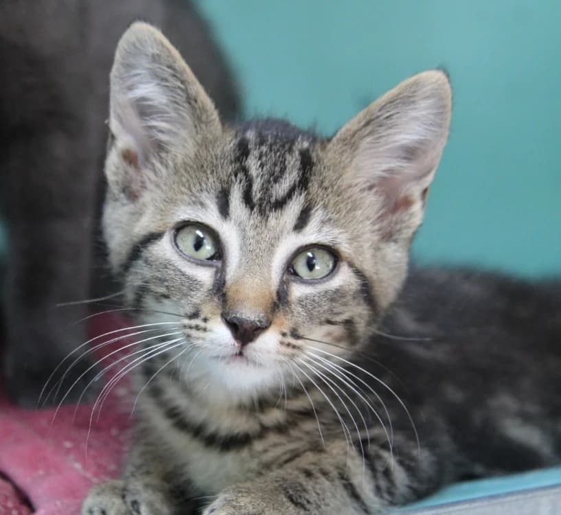 GRIBOUILLE, female Mixed Breed for adoption at SPA Mirepoix, Mirepoix