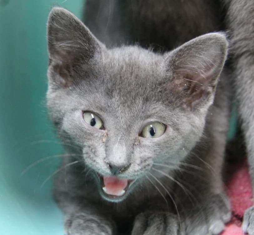 GRISETTE, female mixed breed for adoption at SPA Mirepoix, Mirepoix