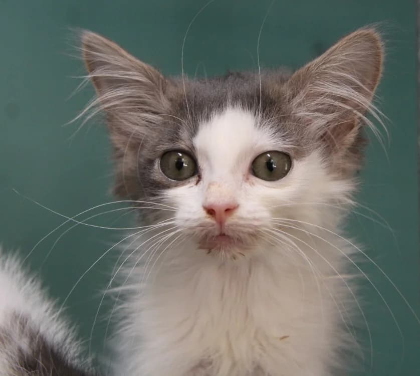 AYA, female Mixed Breed for adoption at SPA Mirepoix, Mirepoix