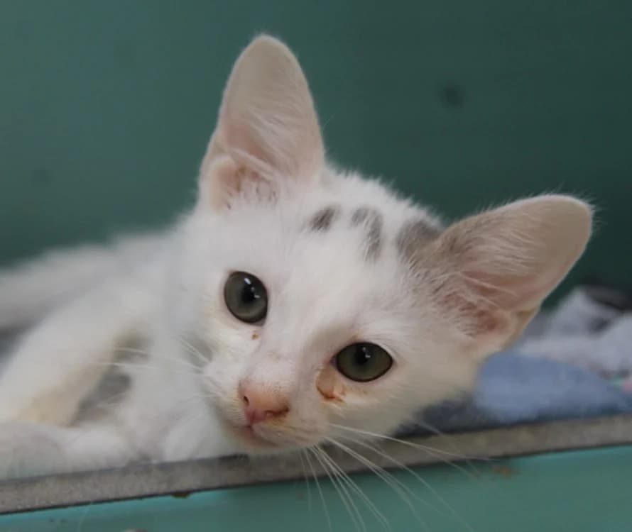 NEKO, male Mixed Breed for adoption at SPA Mirepoix, Mirepoix
