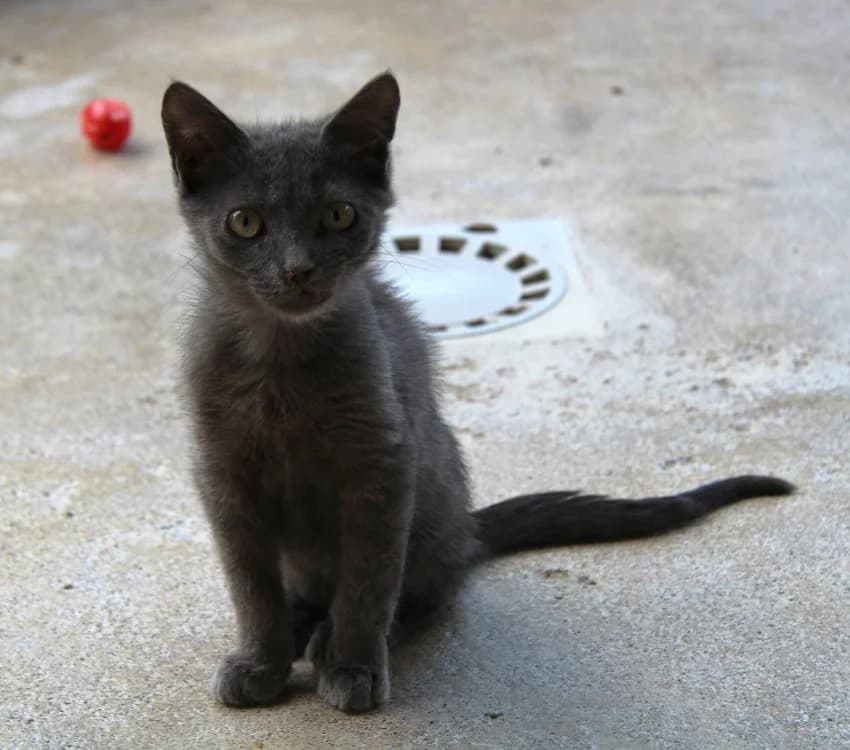 BRUME, male Mixed Breed for adoption at SPA Mirepoix, Mirepoix