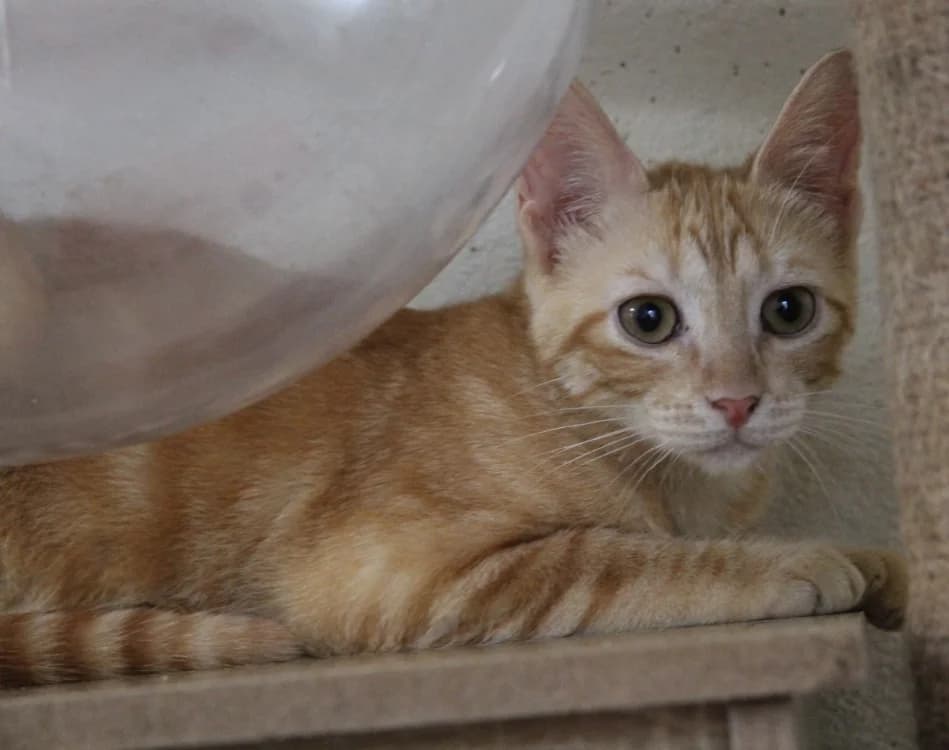 PUMPKIN, female mixed breed for adoption at SPA Mirepoix, Mirepoix