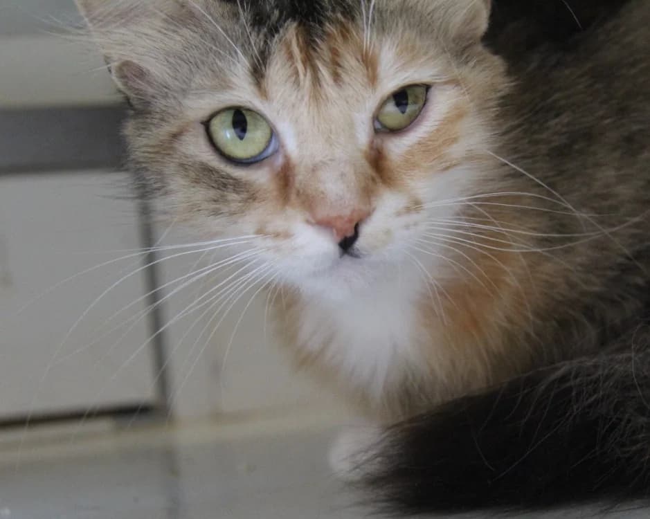 framboise, female young mixed breed for adoption at SPA Mirepoix, Mirepoix
