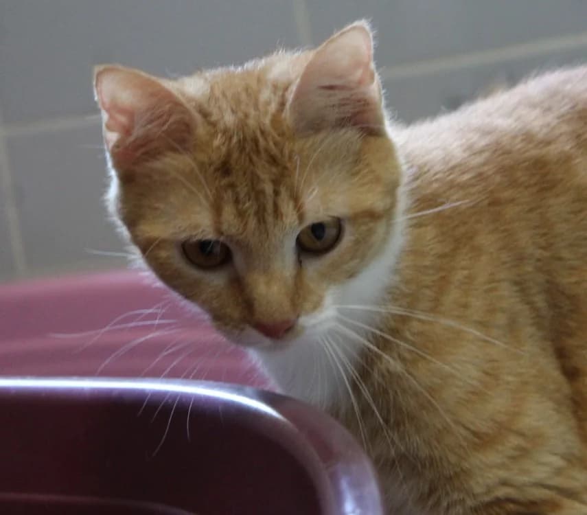 PECHE, female mixed breed for adoption at SPA Mirepoix, Mirepoix