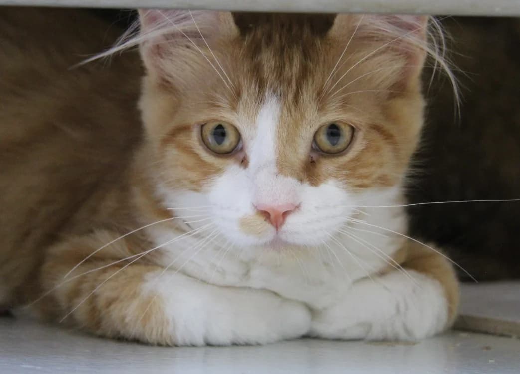 olive, male Mixed Breed for adoption at SPA Mirepoix, Mirepoix