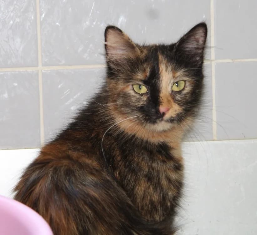 MIRABELLE, female young Mixed Breed for adoption at SPA Mirepoix, Mirepoix