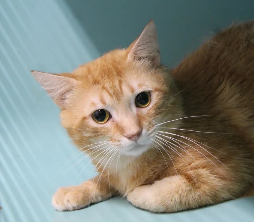 YUZU, male 6yo mixed breed for adoption at SPA Mirepoix, Mirepoix