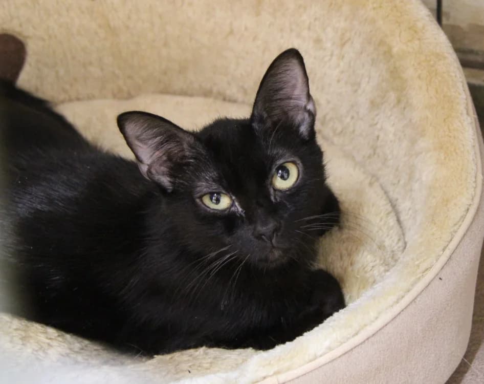 ILONA, female 5yo Mixed Breed for adoption at SPA Mirepoix, Mirepoix