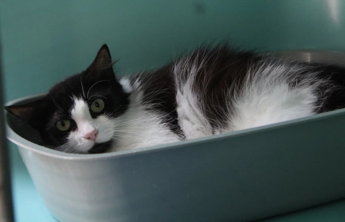 KIMIE, female senior Mixed Breed for adoption at SPA Mirepoix, Mirepoix