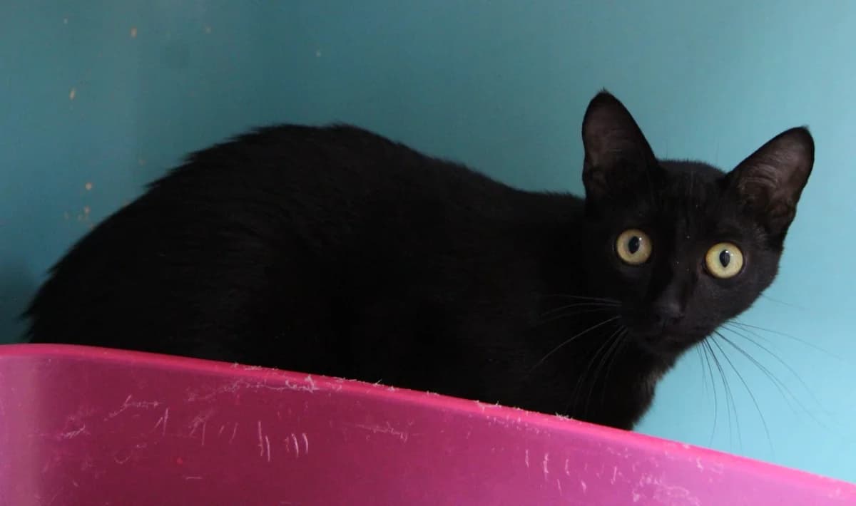 VANA, female Mixed Breed for adoption at SPA Mirepoix, Mirepoix