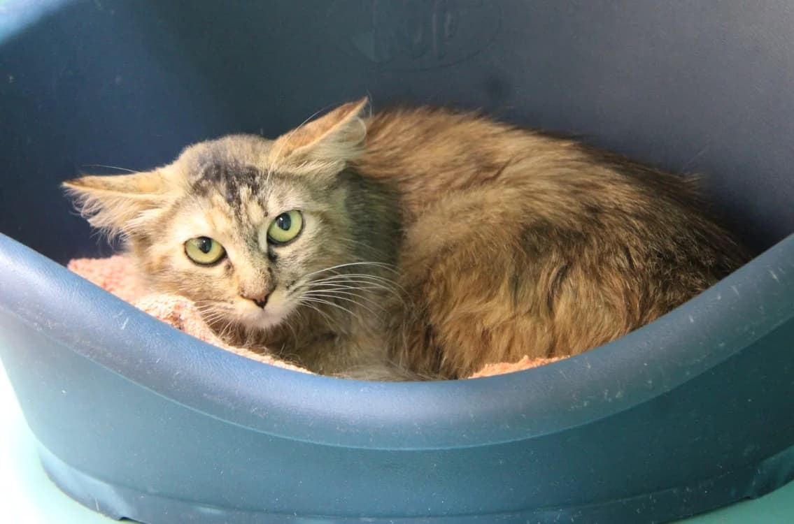 MAYLIE, female Mixed Breed for adoption at SPA Mirepoix, Mirepoix