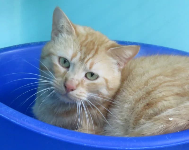 BISCUIT, male Mixed Breed for adoption at SPA Mirepoix, Mirepoix