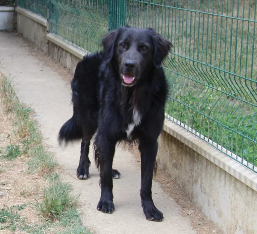 THOR, male Husky for adoption at SPA Mirepoix, Mirepoix