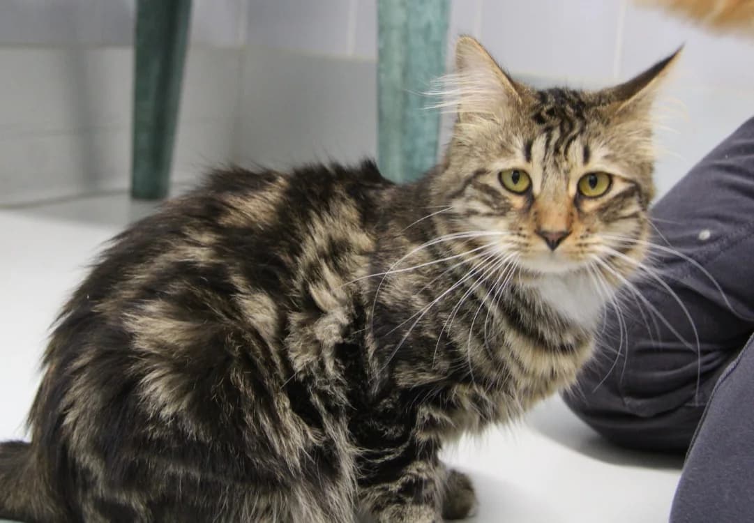 MOUSTIQUE, male young Mixed Breed for adoption at SPA Mirepoix, Mirepoix