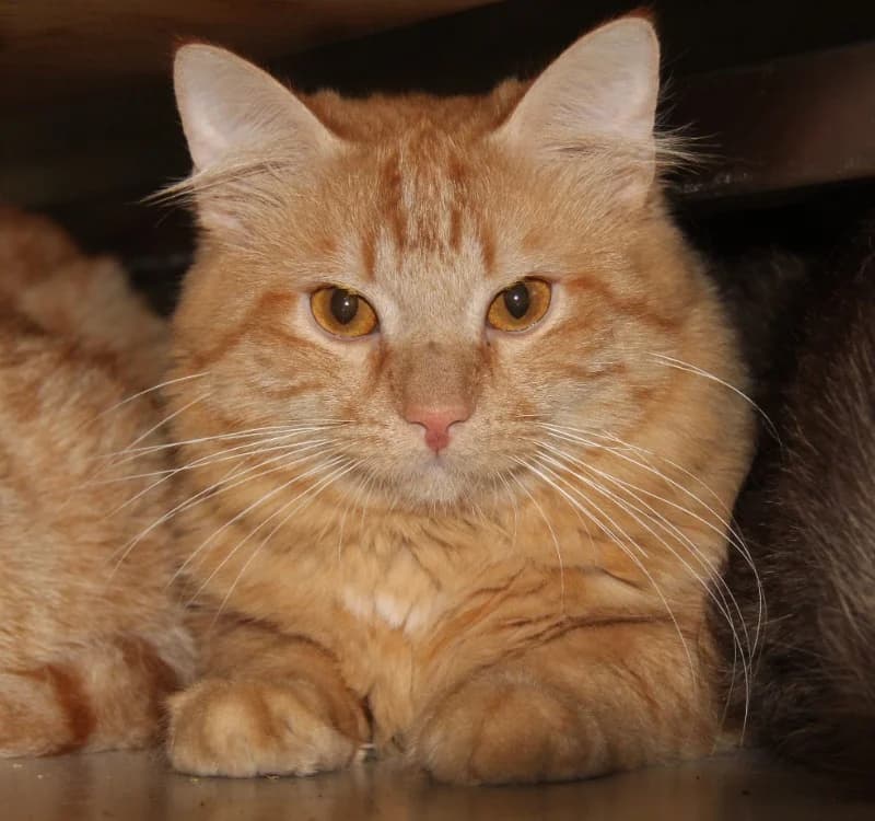 KIWI, male mixed breed for adoption at SPA Mirepoix, Mirepoix
