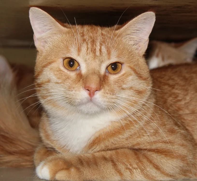 PASTEQUE, female mixed breed for adoption at SPA Mirepoix, Mirepoix