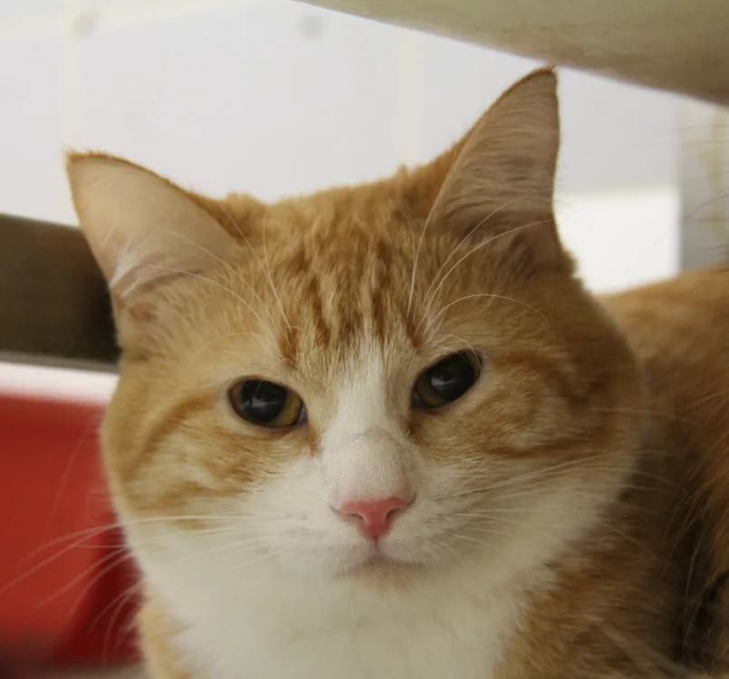 ABRICOT, male mixed breed for adoption at SPA Mirepoix, Mirepoix