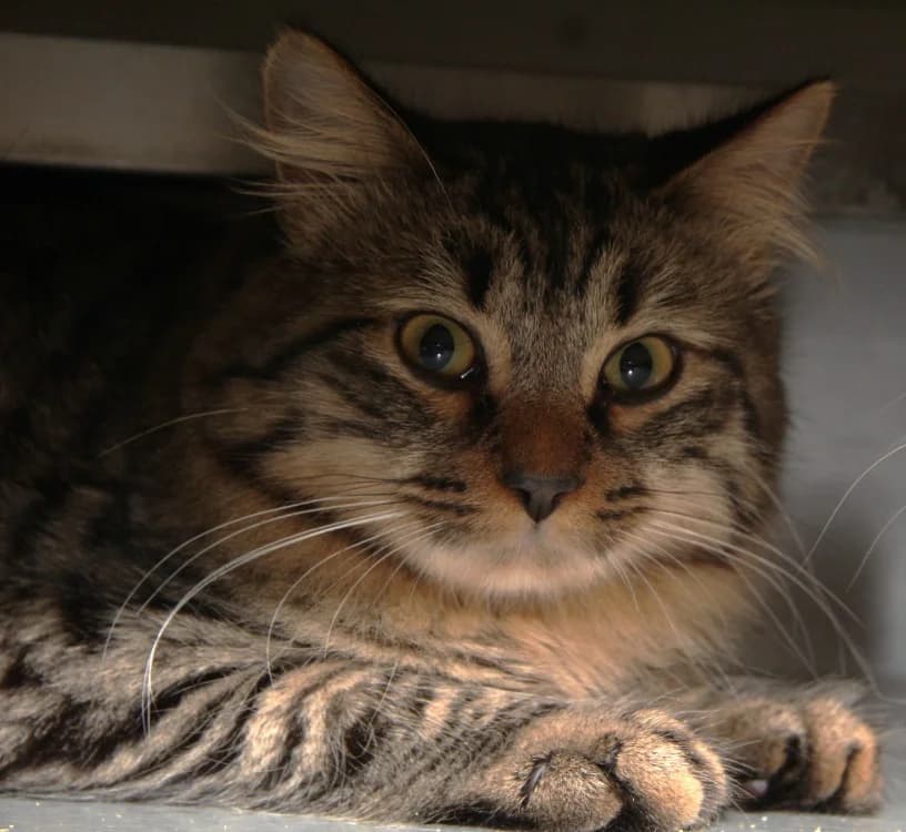 COCO, male mixed breed for adoption at SPA Mirepoix, Mirepoix
