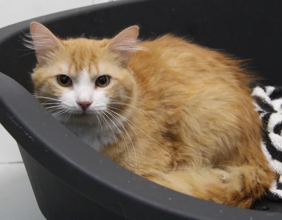 PASSION, male young Mixed Breed for adoption at SPA Mirepoix, Mirepoix