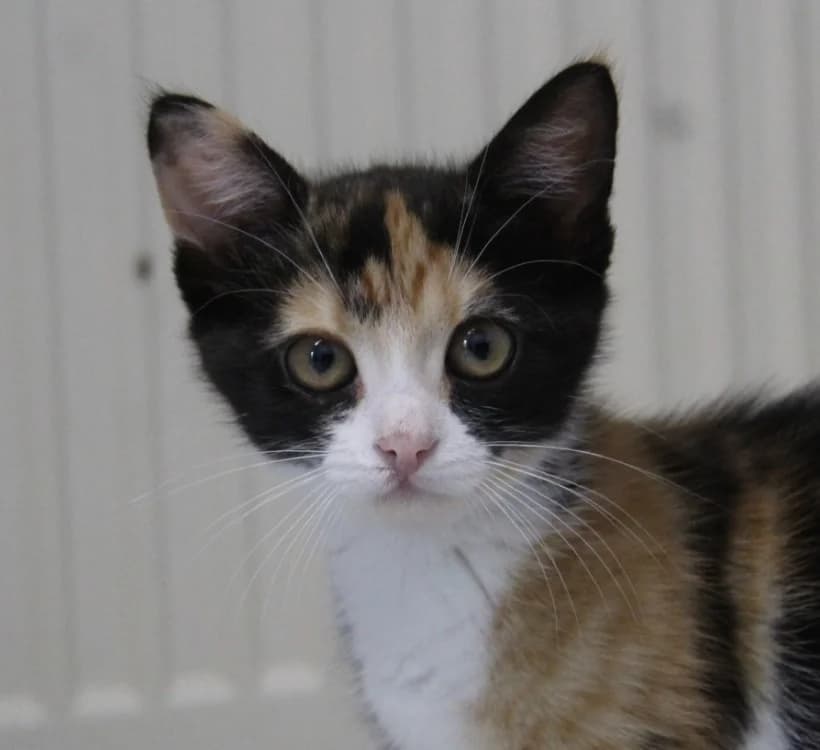 ZESTE, female Mixed Breed for adoption at SPA Mirepoix, Mirepoix