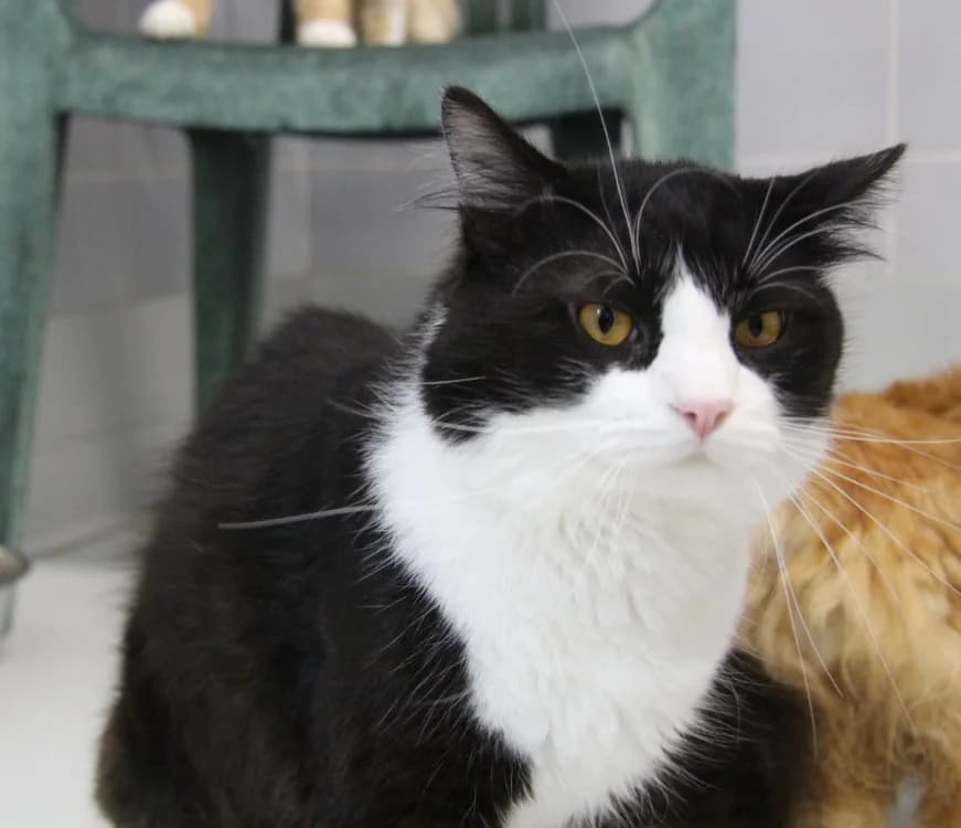 MELON, male young mixed breed for adoption at SPA Mirepoix, Mirepoix