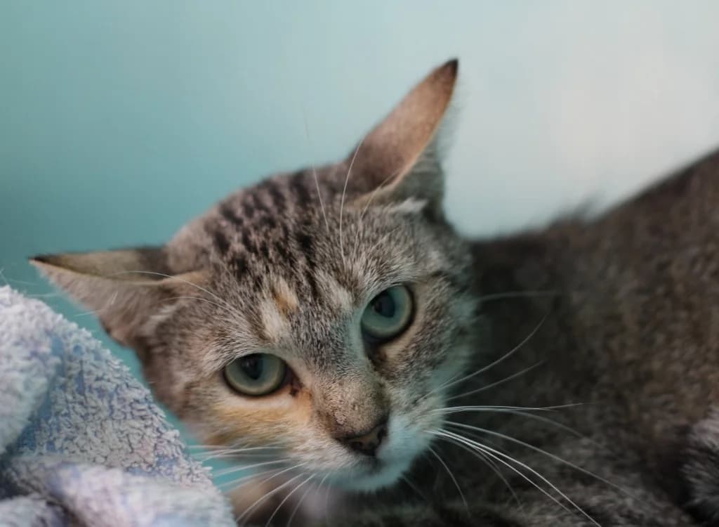 CLEO, female Mixed Breed for adoption at SPA Mirepoix, Mirepoix