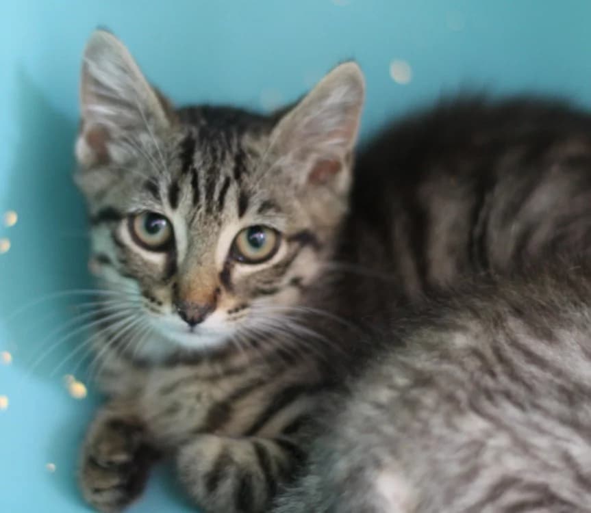DINOZZO, male Mixed Breed for adoption at SPA Mirepoix, Mirepoix