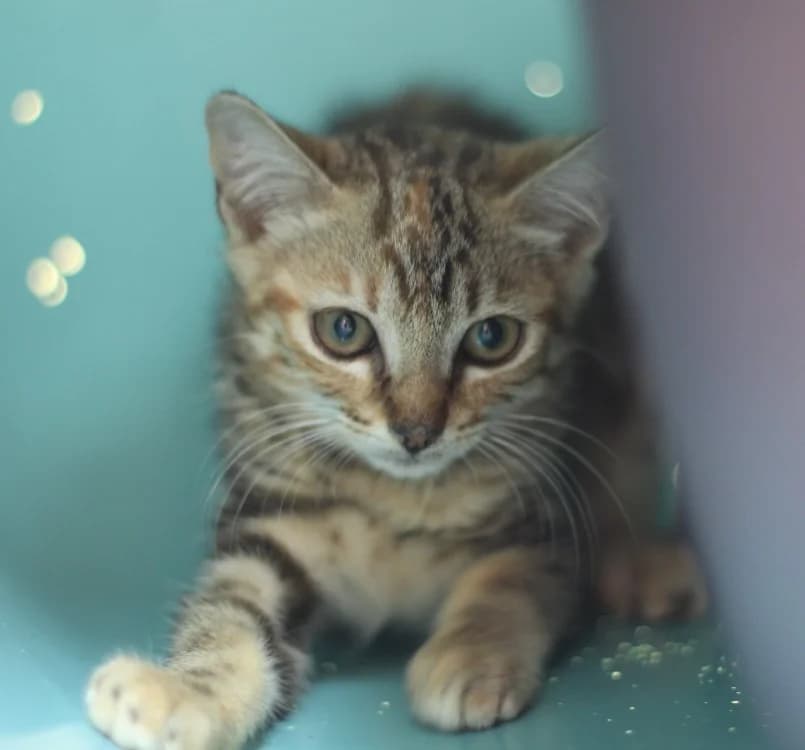 SIAM, female mixed breed for adoption at SPA Mirepoix, Mirepoix