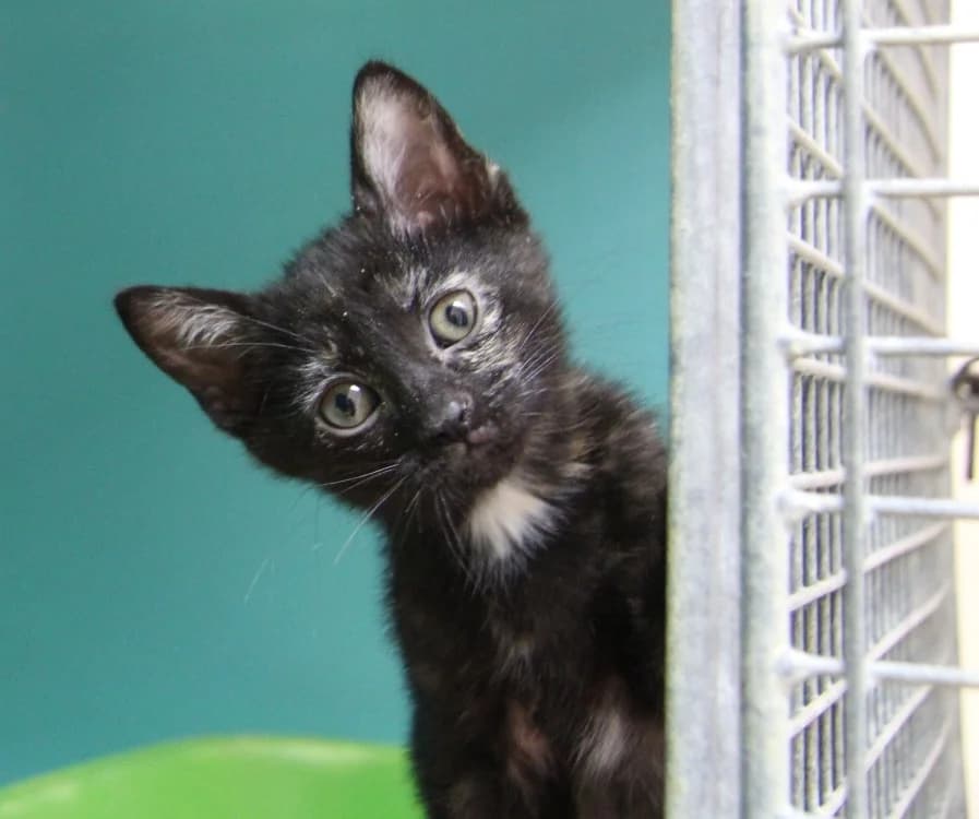 AMELIA, female Mixed Breed for adoption at SPA Mirepoix, Mirepoix