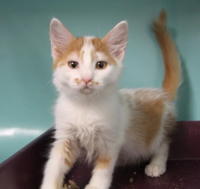ELOISE, female Mixed Breed for adoption at SPA Mirepoix, Mirepoix